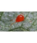 AABS Red Spider Mite Control (Up to 25m²)