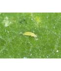 ABS Thrips Control (Up to 25m²)
