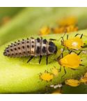 Aphid Control with Ladybird Larvae (Up to 20m²)