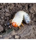 Chafer Grub Control Nematodes (Up to 10m²)