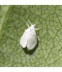 Encarsia Glasshouse Whitefly Control (Up to 50m²)
