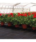 Premium Ground Cover - Black - 4m Wide - Per Mtr