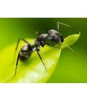 Steinernma Ant Nest Control Nematodes (6 Nests)