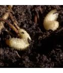 Vine Weevil Larvae Protection Nematodes (Up to 100m²)