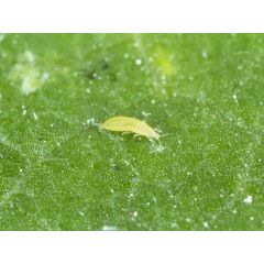 ABS Thrips Control (Up to 75m²)