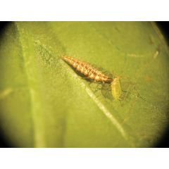 Aphid Control with Chrysopa (Up to 100m²)