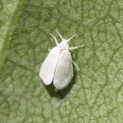 Encarsia Glasshouse Whitefly Control (Up to 50m²)
