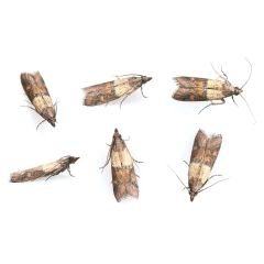 T-Gramma Clothes/Food Moth (10)