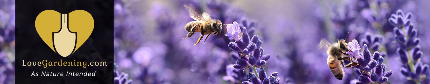How To Conserve Bees & Bugs with Chris Myers