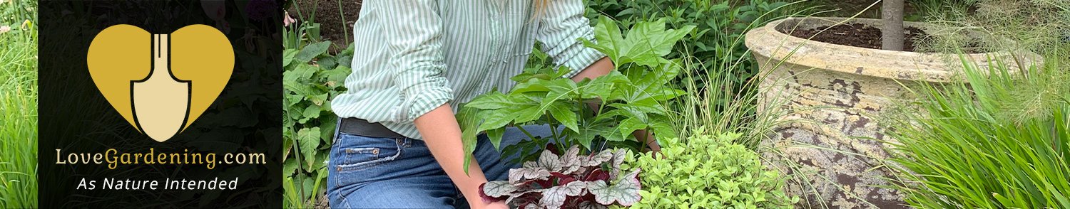 "How To" Plant an Evergreen Planter With Katie Rushworth