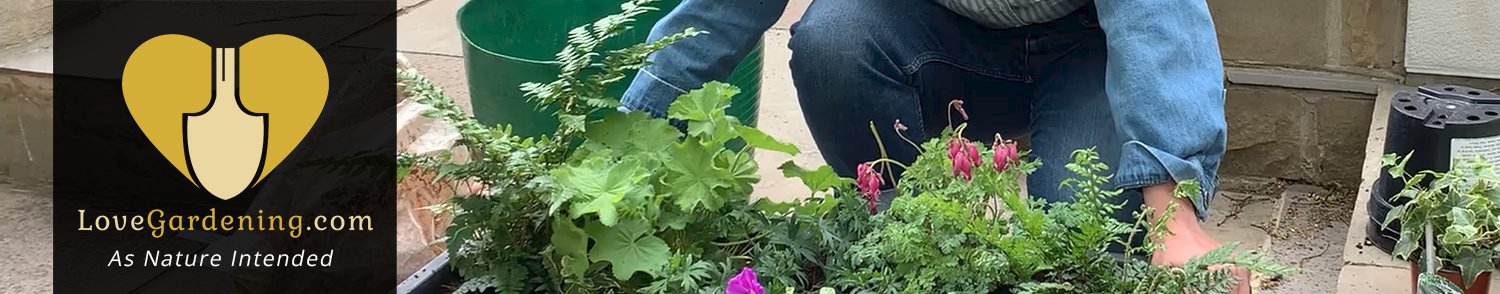 "How To" Plant A Shade Loving Planter With Katie Rushworth