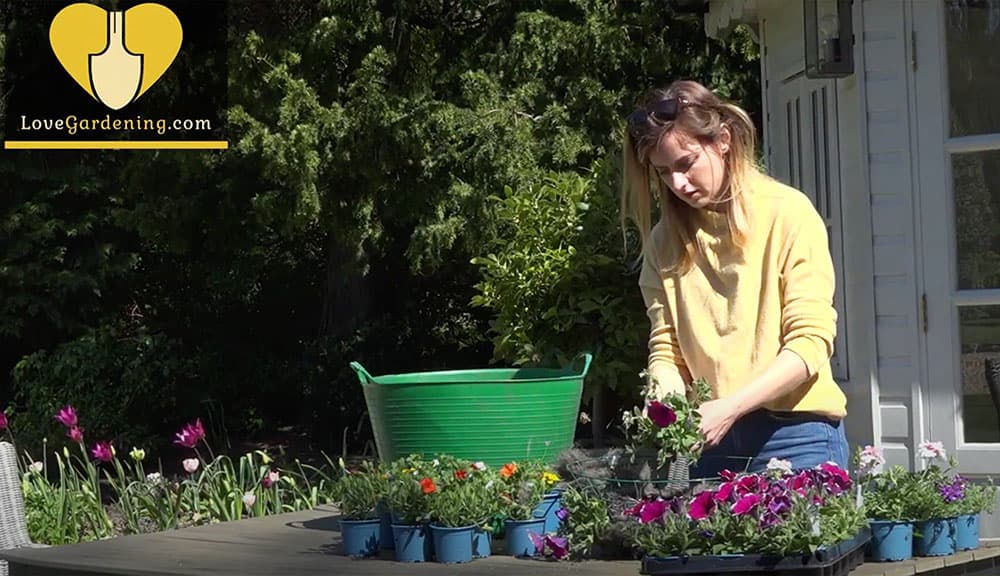Katie Rushworth Hanging Basket