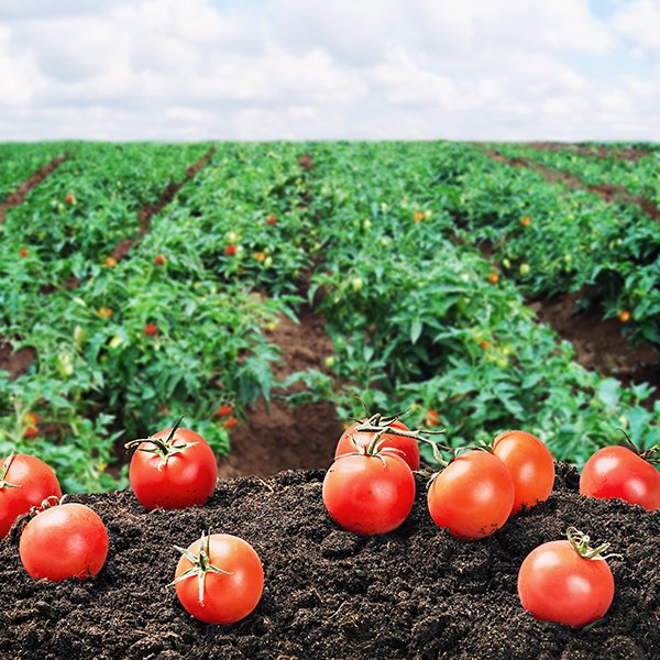 Fertilisers