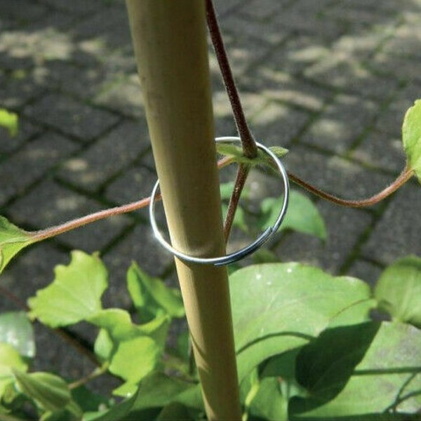 Plant Rings