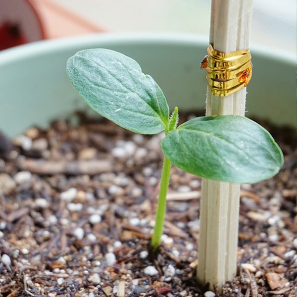 Plant Support