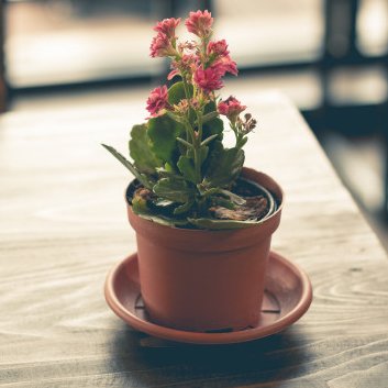 Pots & Trays